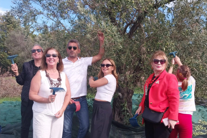 Urla'da zeytin hasadı etkinliği