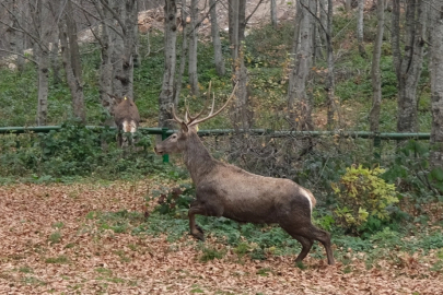 Kocaeli’de 8 kızıl geyik daha Kuzuyayla’ya salındı