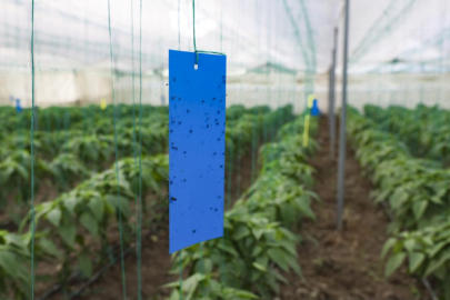 Mersin'de üreticilere sera ipi ve yapışkanlı tuzak desteği