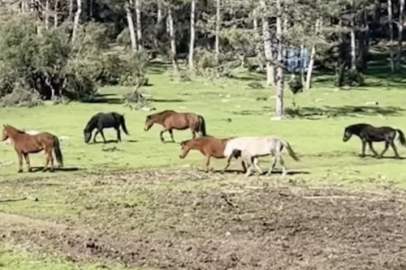 Ömeraltı Yaylası'nda Yılkı Atları Görsel Şölen Sundu