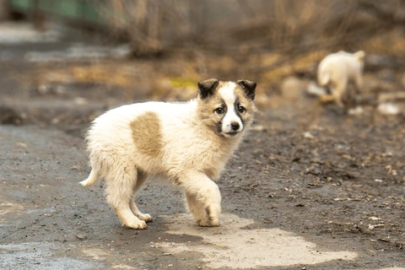 Bursa’da Sessiz Dostlar İçin Tarihi Adım: Redocat "Askıda Tedavi" ile İlk Hastalarını İyileştiriyor