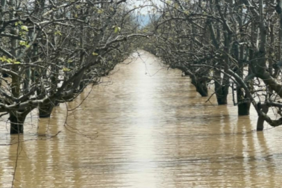 Bursa'da yüzlerce dönüm şeftali ve armut bahçesi su altında