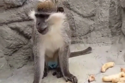 Denizli’de fırtınadan kaçan maymun yeniden korumaya alındı