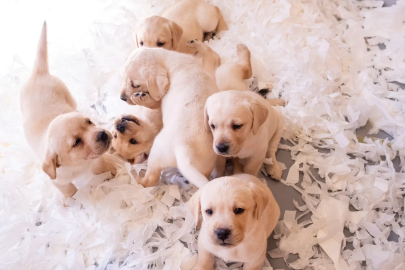 Rehber Köpeklerin Gücü Daha Fazla Kişiye Ulaşacak