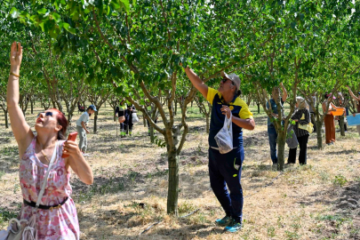 Başkentliler Ata Çiftliği’nde Hasat Yaptı